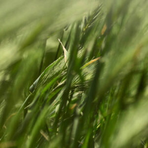 ไม้ล้อม 3